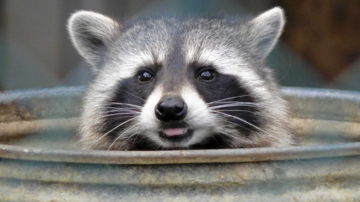 Raccoon Removal