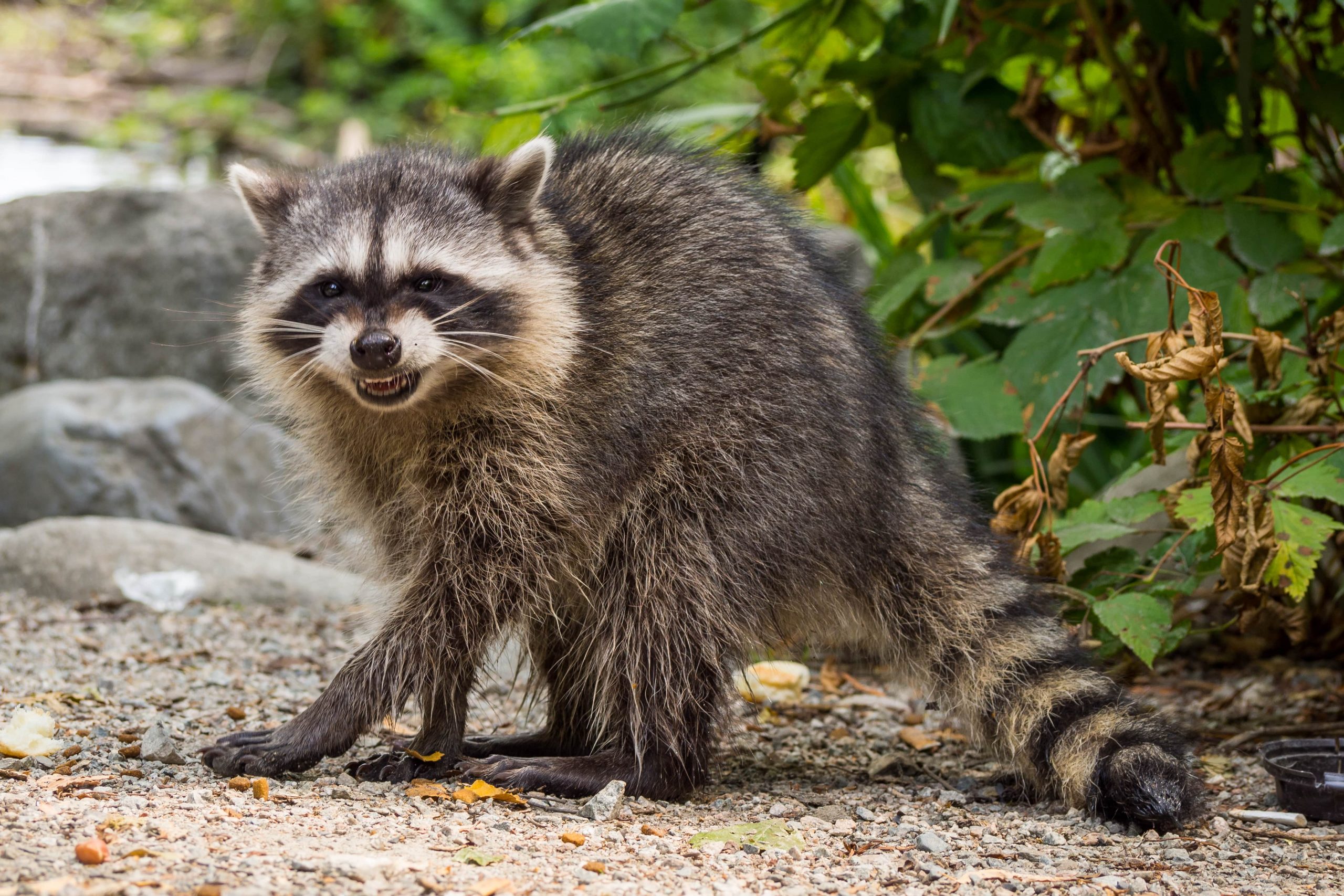 Raccoon Removal